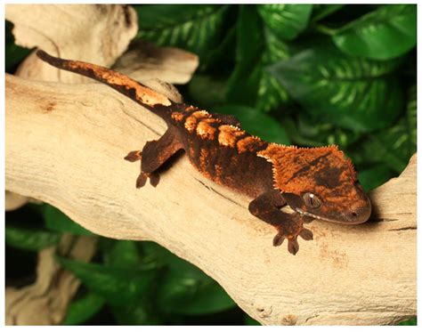 Pangea gecko - We are pleased to present an interview with a world class breeder of crested geckos, Matthew Parks of Pangea Reptile. Matthew discovered crested geckos nearly 12 years ago …
